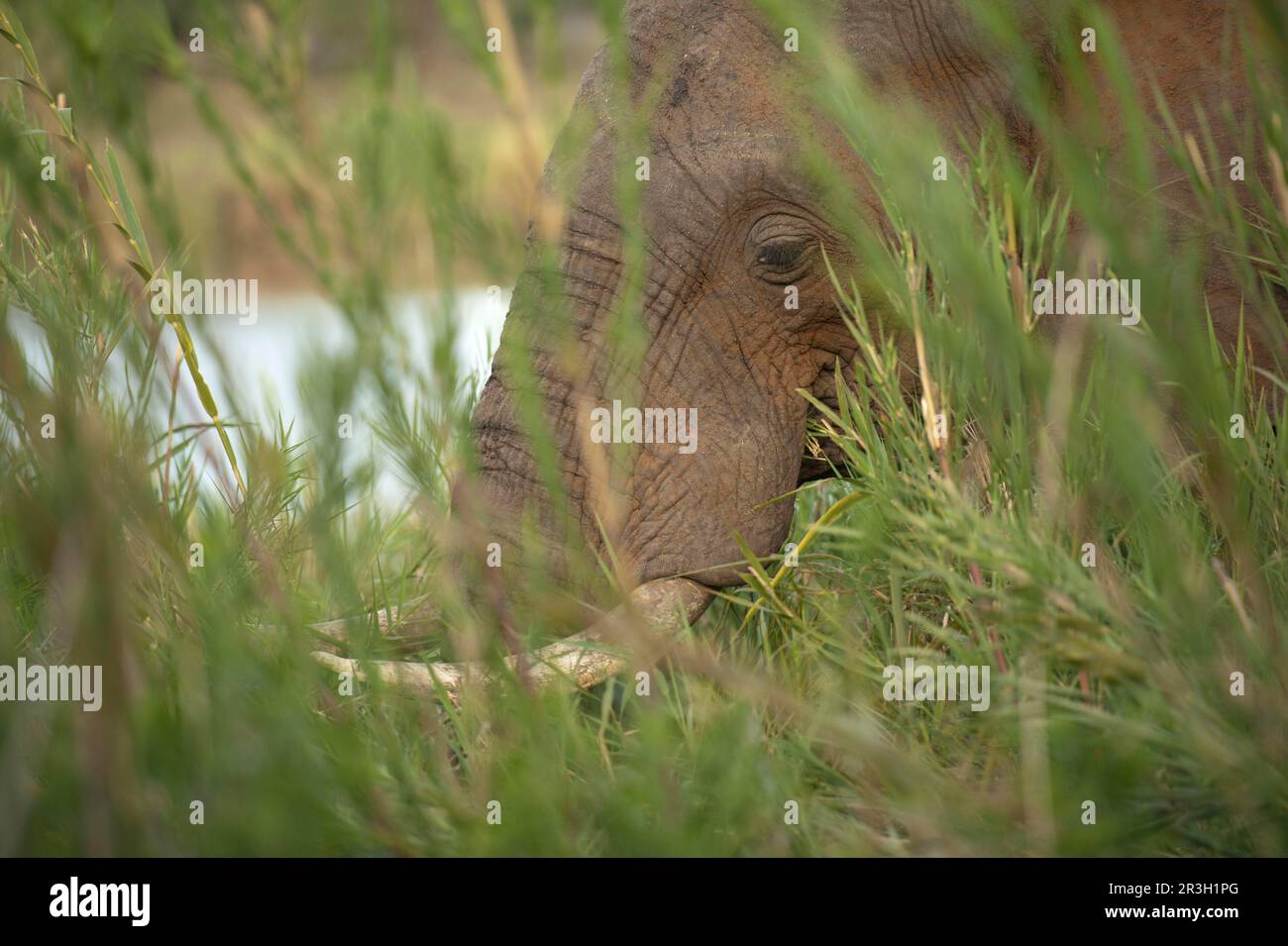 Elefante africano (Loxodonta africana) adulto, primo piano della testa, nutrirsi in erba lunga accanto al fiume, Kruger N. P. Transvaal, Sudafrica Foto Stock