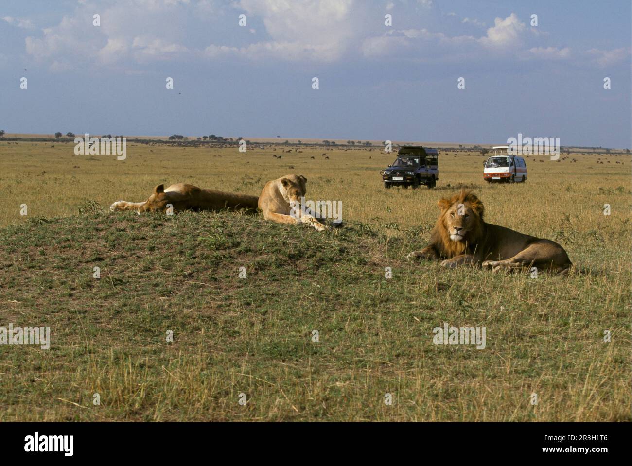 Leone africano (Panthera leo) Leone di Niche maschio con femmine, Masai Mara, autobus turistico (S), Lionessa, Lionesse, Safari Foto Stock