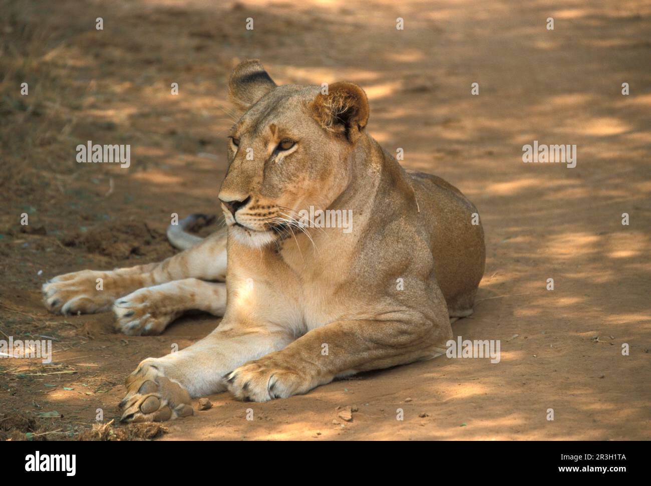 Leone africano Leone di Nicè Leone di Niche, Lions (Panthera leo), predatori, mammiferi, animali, Leone femmina, Kenya, esentabile, Lionessa Foto Stock