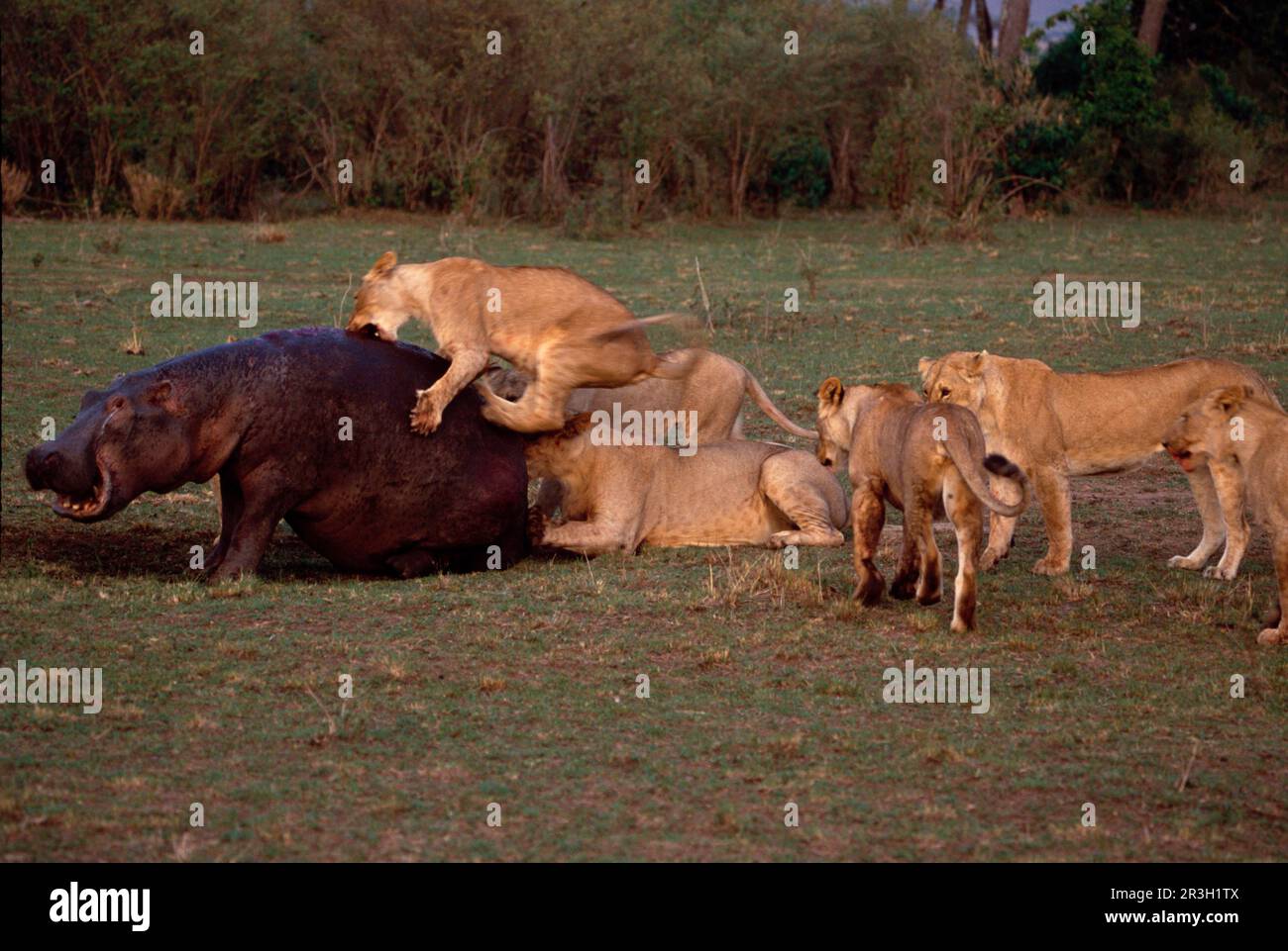 Leone africano Niche leone senza leone, leoni (Panthera leo), gatti grandi, predatori, mammiferi, Animali, Leone ippopotamo che viene attaccato da leoni, Masai Mara Foto Stock