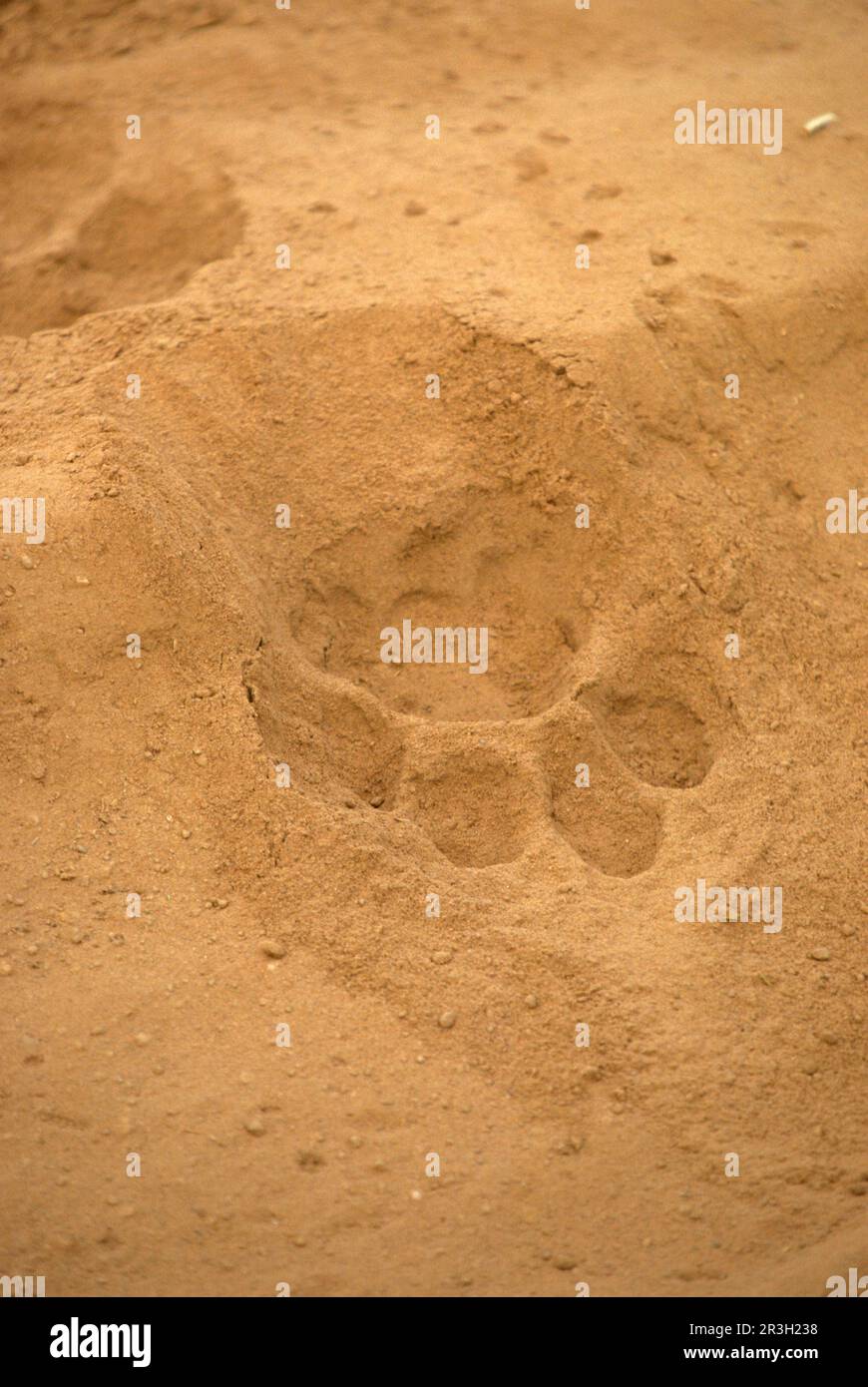 Leone africano Leone di nicchia leoni di nicchia (Panthera leo), leoni, gatti grandi, predatori, mammiferi, Animali, Lion Paw tracce in sabbia, Kenya Foto Stock