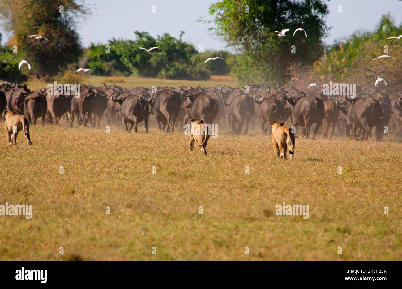 Leone africano Leone di nicchia leoni di nicchia (Panthera leo), leoni, gatti grandi, predatori, mammiferi, Animali, leoni femmine a caccia di bufalo africano (Synceros Foto Stock