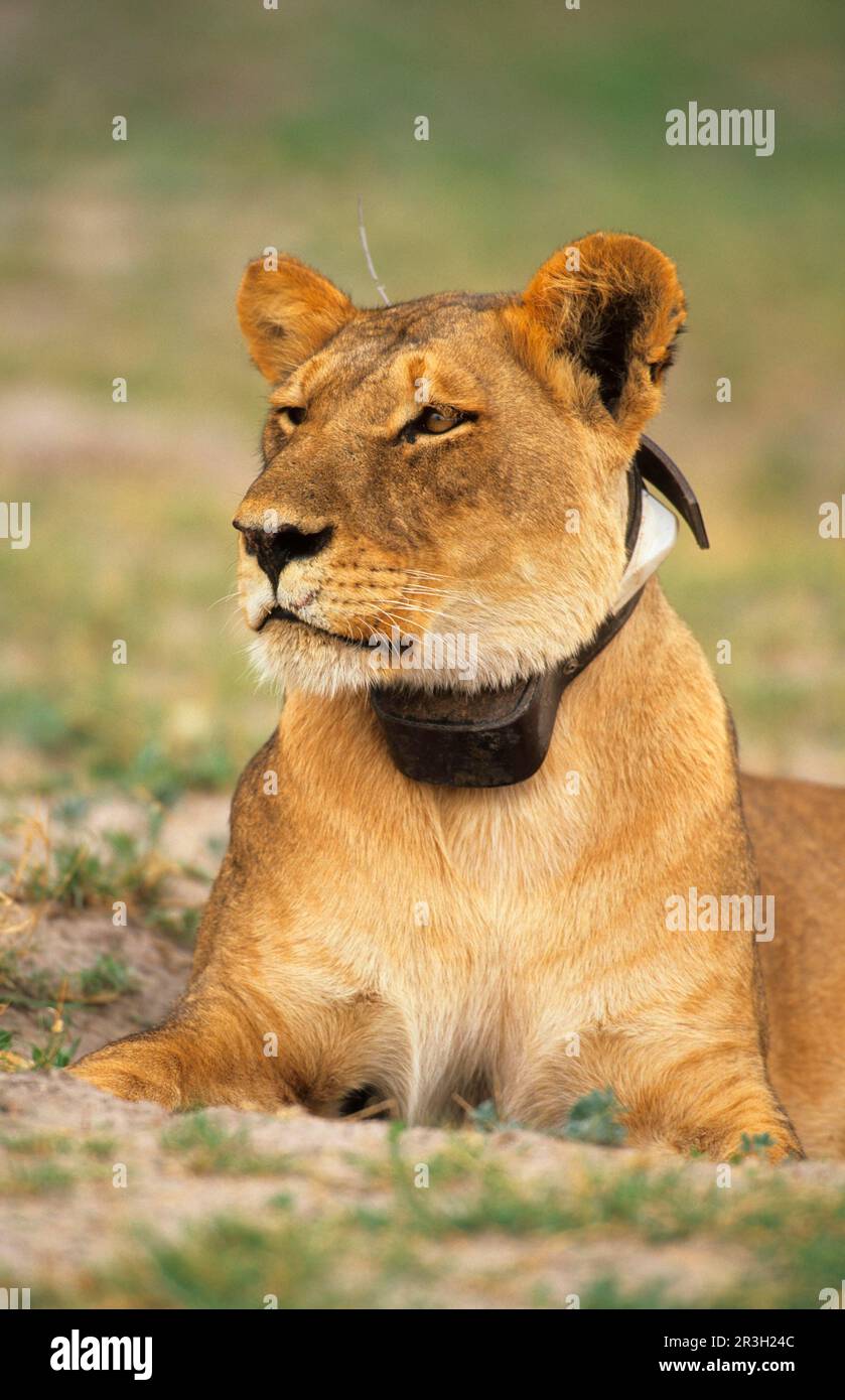 Leone africano Leone di Nicè Leone di Niche (Panthera leo), leoni, gatti predatori, predatori, mammiferi, Animali, Leone primo piano di femmina con collare radio Foto Stock