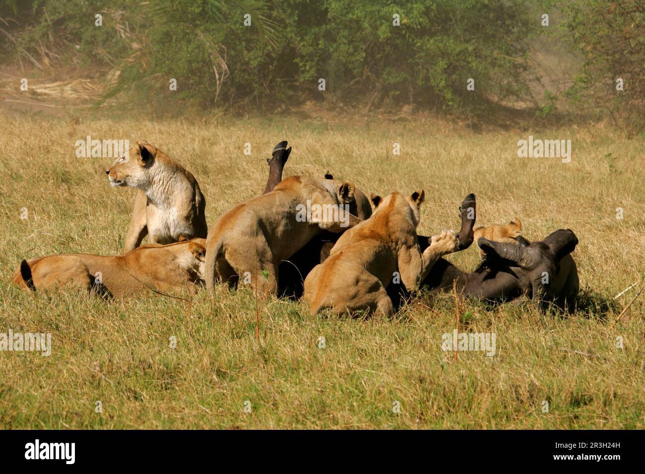 Leone (Panthera leo) l'orgoglio uccide bufala africana, Delta dell'Okavango, Botswana, leonessa, leonesse Foto Stock