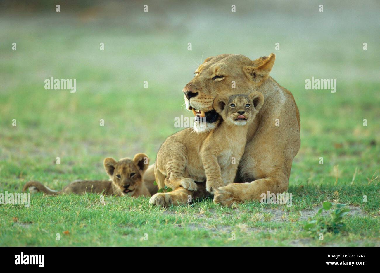 Leone africano Niche leoni di nicchia (Panthera leo), leoni, gatti predatori, predatori, mammiferi, Animali, Leone femmina che riposa con due cuccioli giovani Foto Stock