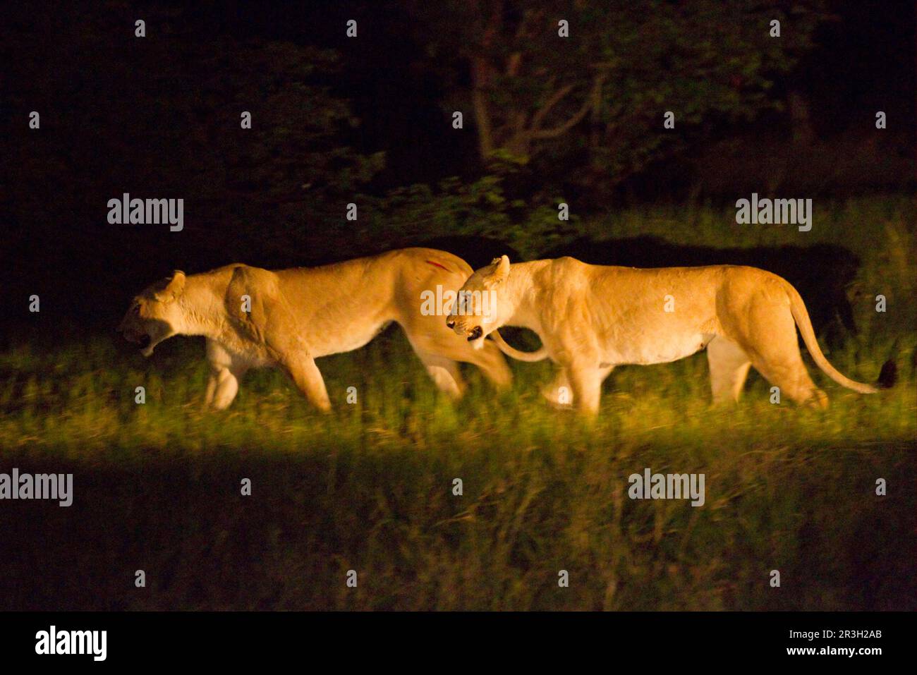 Leone africano Leone di nicchia leoni di nicchia (Panthera leo), leoni, predatori, mammiferi, animali, Leone due femmine adulte, a caccia di notte, Delta dell'Okavango Foto Stock