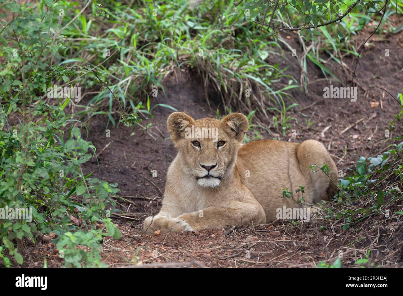 Leone africano (Panthera leo) cucciolo Leone, poggiato a terra, Serengeti N. P. Tanzania Foto Stock