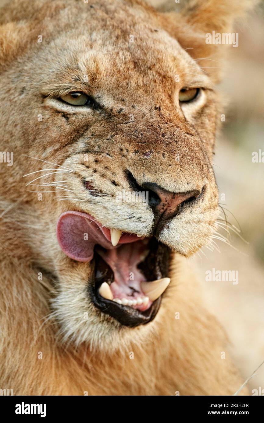 Leone africano, leoni, predatori, mammiferi, animali, Leone transvaale dell'africa meridionale (Panthera leo krugeri) maschio immaturo, primo piano della testa Foto Stock