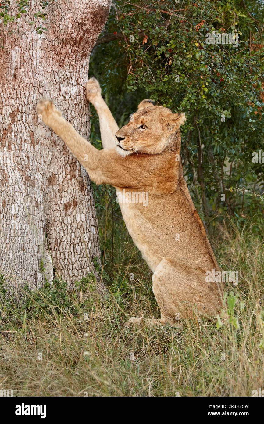 Leone africano, leoni, predatori, mammiferi, animali, Leone transvaale dell'africa meridionale (Panthera leo krugeri) femmina adulta, affilando artigli su albero Foto Stock