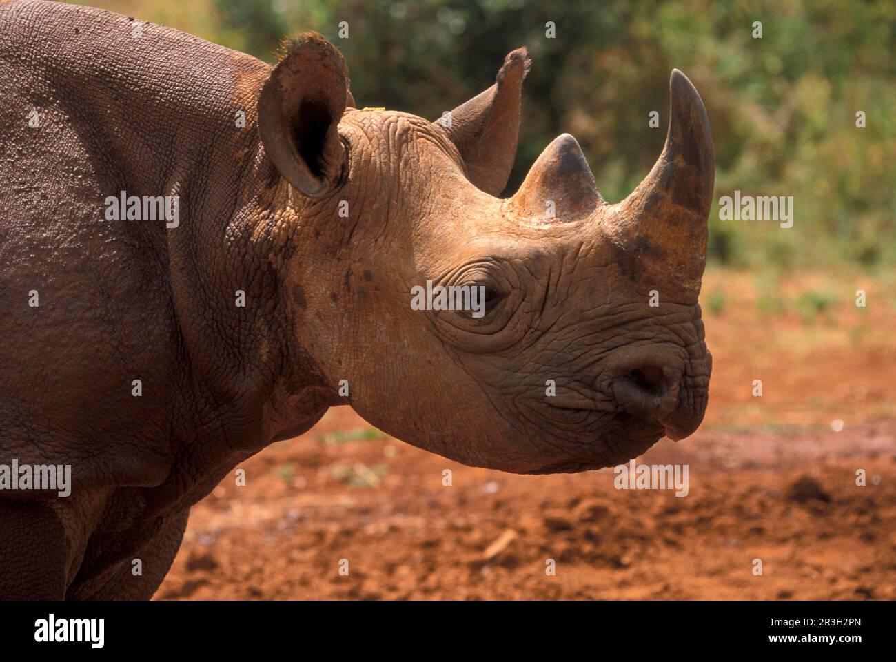 Rinocerosi nera (Diceros bicornis), ungulati, rinocerosi, rinoceronti, mammiferi, Animali, ungulati con dita dispari, testa di rinoceronte nero con corna Foto Stock