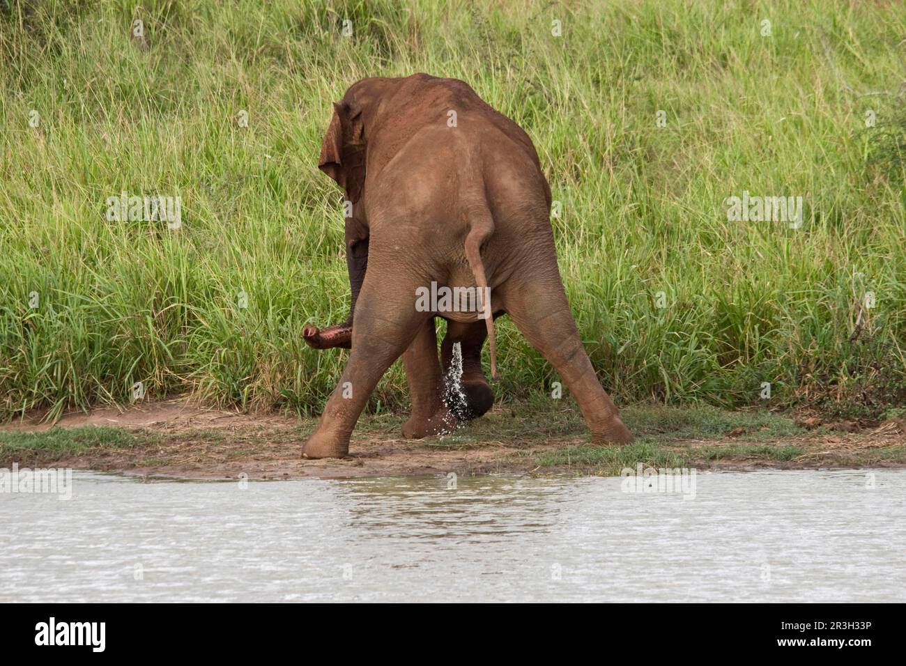 Elefante asiatico, elefante indiano, elefanti asiatici (Elephas maximus), elefanti indiani, elefanti, mammiferi, animali, Elefante asiatico giovane, urinante Foto Stock