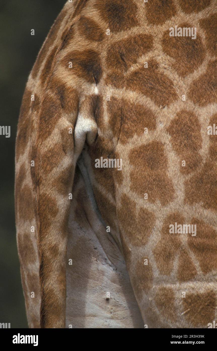 Giraffe ugandesi, giraffe ugandesi, giraffe Rothschild, giraffe Rothschild, giraffe, Ungulati, ungulati pari-toed, mammiferi, animali, Ugandagir Foto Stock