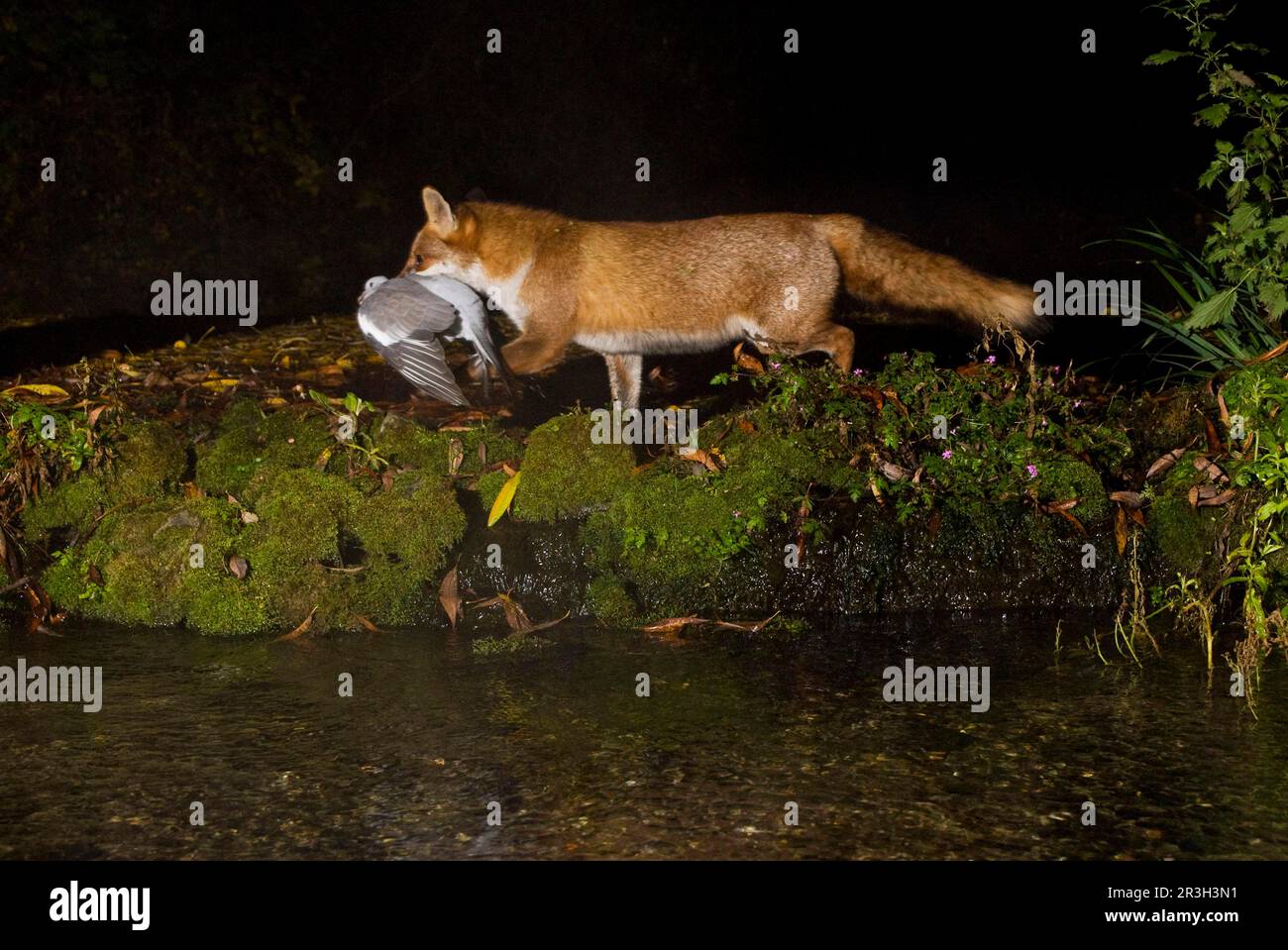 Volpi rosse, volpi rosse, volpi rosse, volpi, volpi, Canine, predatori, mammiferi, animali, volpe rossa europea (vulpes vulpes) adulto, con Piccione di legno preda in Foto Stock