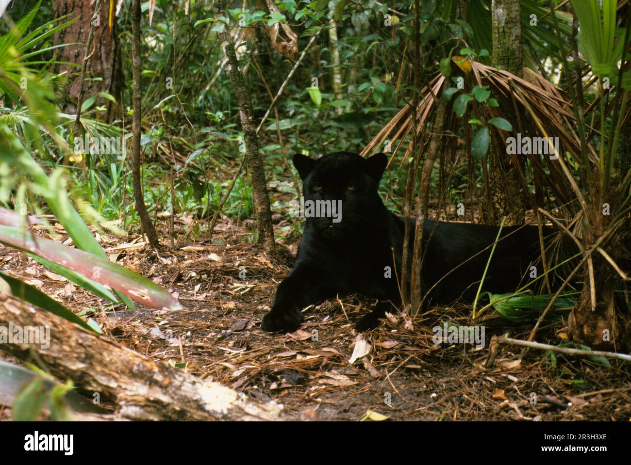 Giaguari (Panthera onca), specie in pericolo, gatti grandi, predatori, Mammiferi, animali, forma nera giaguaro riposante all'ombra, bacino di Cockscomb Foto Stock