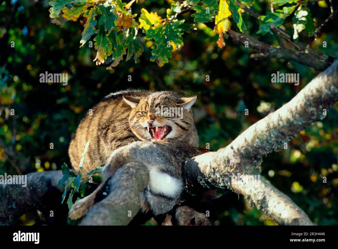 Gatto selvatico europeo, gatti selvatici europei (Felis silvestris), gatti predatori, predatori, mammiferi, animali, Gatto selvatico europeo in albero con preda (S) Foto Stock