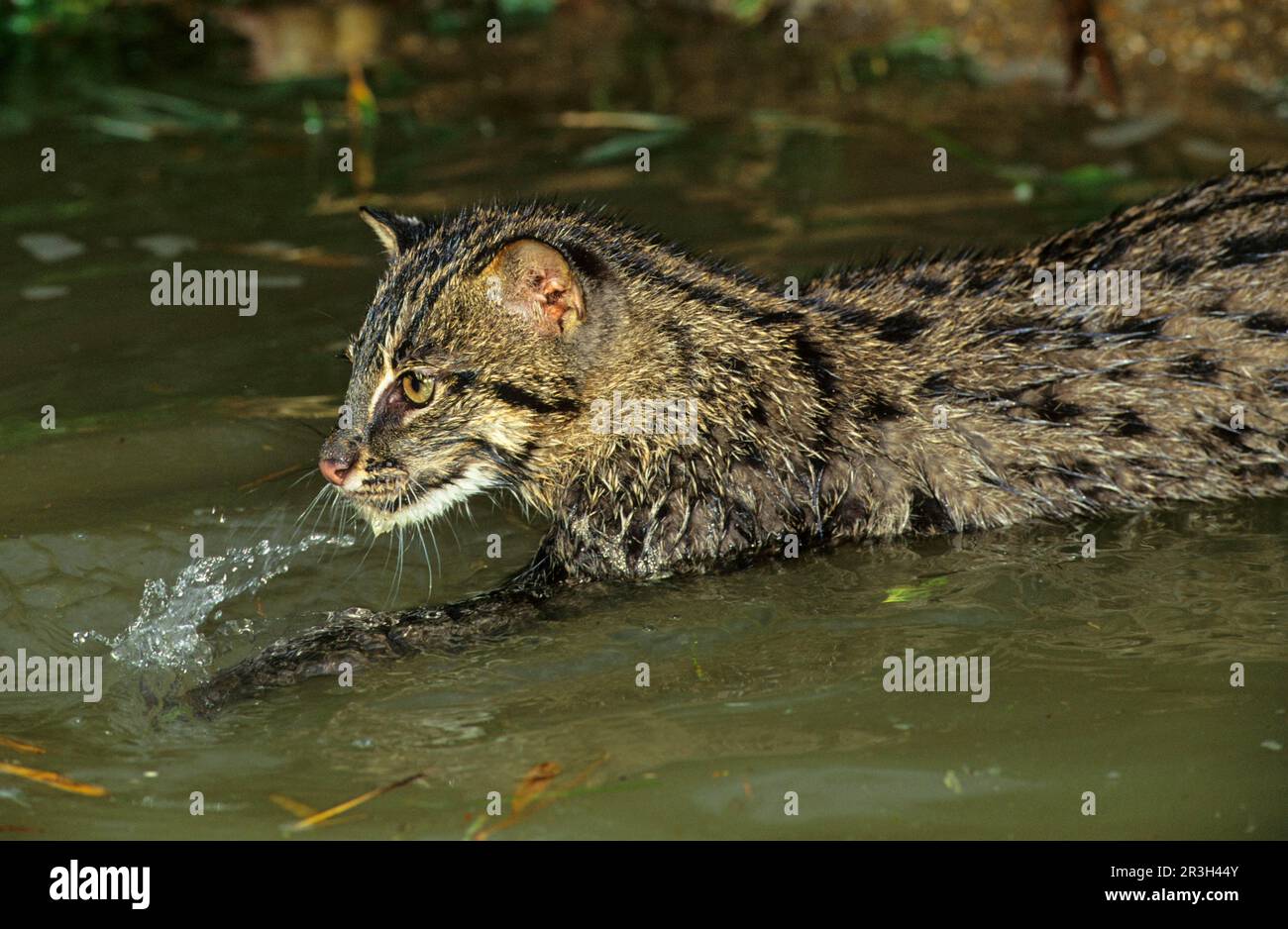 Pionailurus viverrina, Felis viverrinus, gatti da pesca (Pionailurus viverrinus), predatori, mammiferi, animali, gatto da pesca (Felis viverrina) giovani Foto Stock