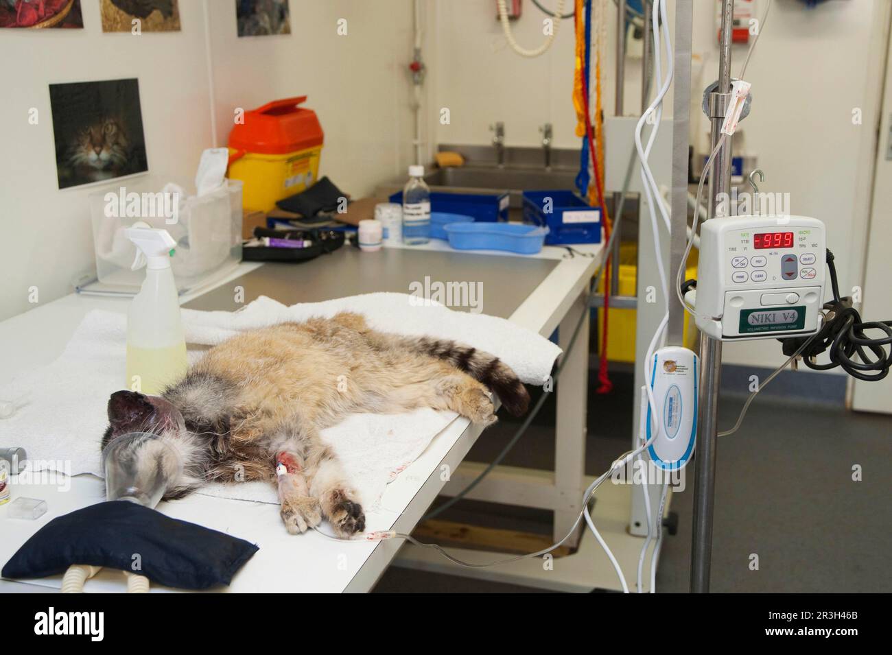 Pallas' (otocolobus manul) gatto adulto, anestetizzato sul tavolo in una struttura veterinaria, Port Lympne Wildlife Park, sotto anestesia Foto Stock