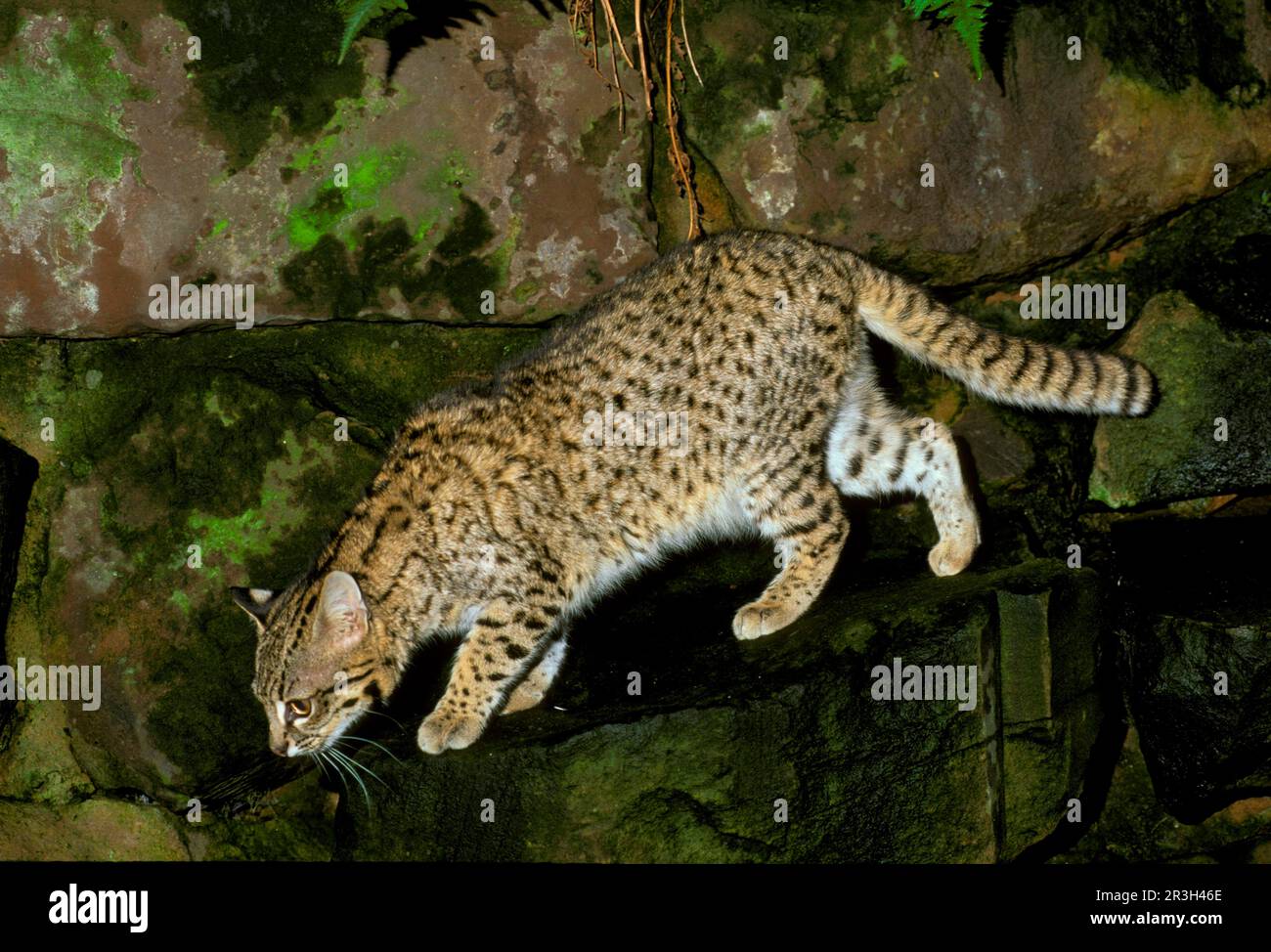 Gatto di Geoffroy, Gatto di piccolo Spotted, Gatto di sale, Gatto di Geoffroy, Gatto di piccolo Spotted, Gatti del sale, predatori, mammiferi, animali, Gatto di Geoffroy (Felis Foto Stock