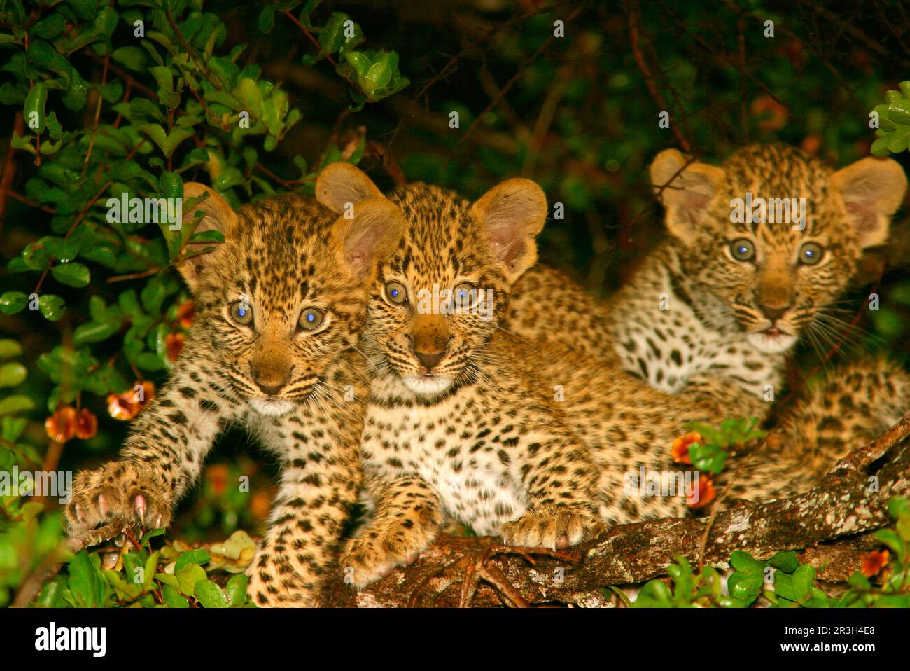 Leopardo africano niche leopardi (Panthera pardus), predatori, mammiferi, animali, leopardo tre cuccioli, 2 mesi, Sabi Sands Game Reserve, Sudafrica, 2 Foto Stock