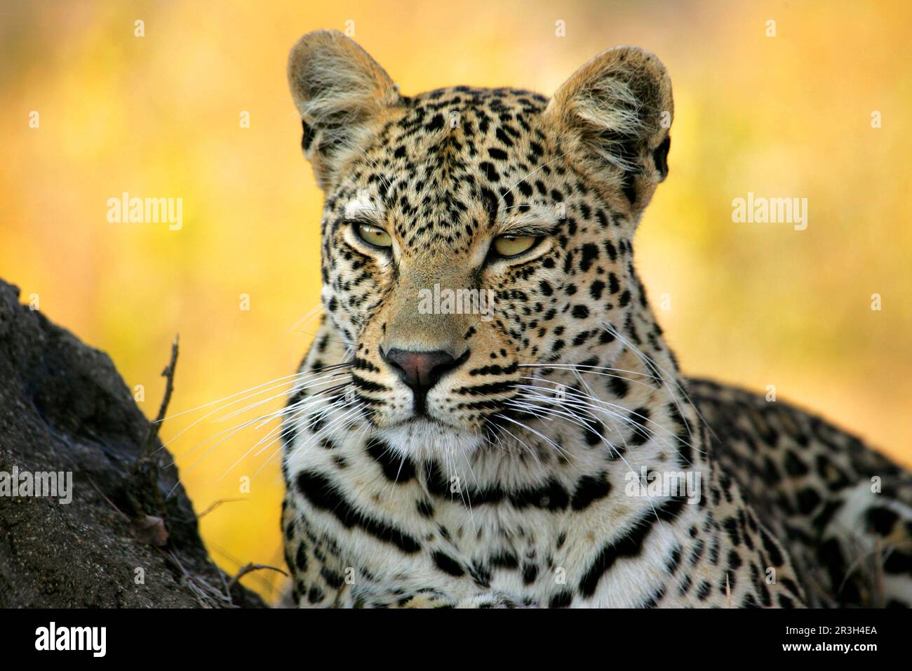 Leopardo africano nicchia leopardi (Panthera pardus), predatori, mammiferi, animali, leopardo femmina di 42 mesi, primo piano della testa, Sabi Sands Game Foto Stock