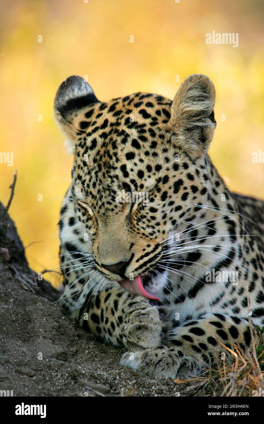 Leopardo africano nicchia leopardi (Panthera pardus), predatori, mammiferi, animali, leopardo femmina di 42 mesi, primo piano della testa, zampa grooming, Sabi Foto Stock