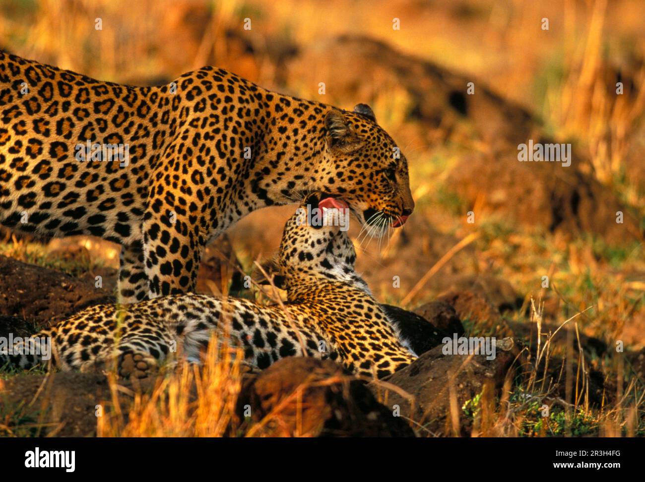 leopardo africano (Panthera pardus pardus), donna adulta con giovane, cura reciproca della pelliccia Foto Stock