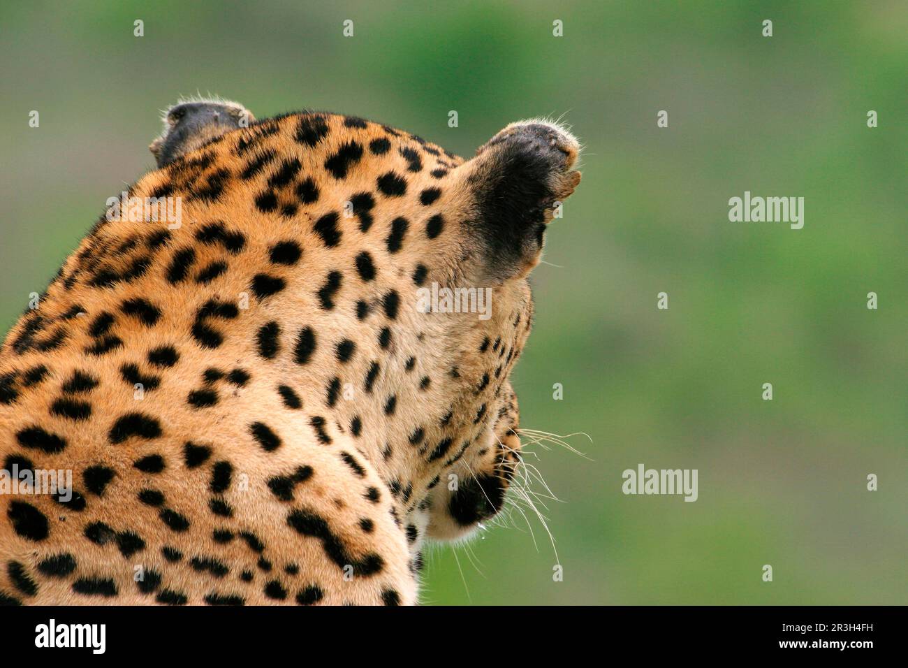 leopardo africano (Panthera pardus pardus) leopardo nicchia leopardi, predatori, mammiferi, animali leopardo maschio adulto, guardando lontano, primo piano della testa, Sabi Foto Stock