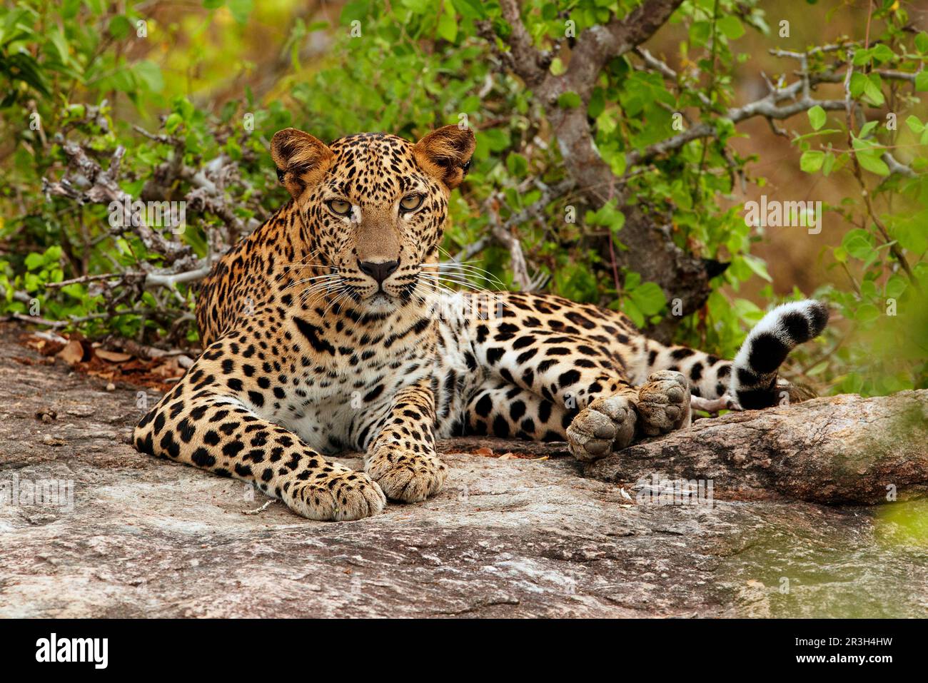 sri Lanka srilankan leopard (Panthera pardus kotiya) immaturo, riposante sulla roccia, Yala N. P. Sri Lanka Foto Stock