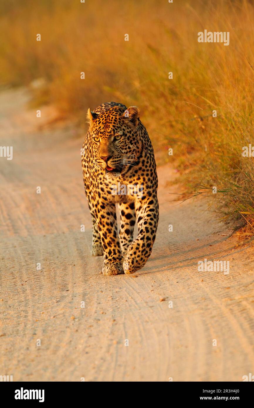 leopardo africano (Panthera pardus pardus) leopardo nicchia leopardi, predatori, mammiferi, animali leopardo uomo adulto, a piedi lungo il percorso, Sabi Sand Game Foto Stock