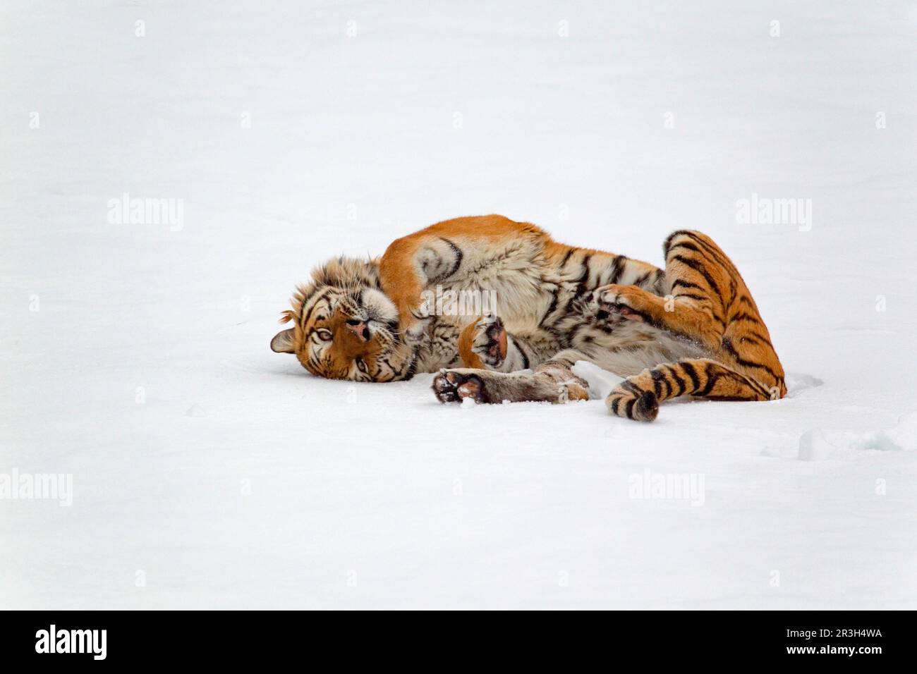 Tigre siberiana (Panthera tigris altaica), tigre siberiana, tigre amur, tigre, felini, Predatori, mammiferi, animali, tigre siberiana adulto, rotolando dentro Foto Stock