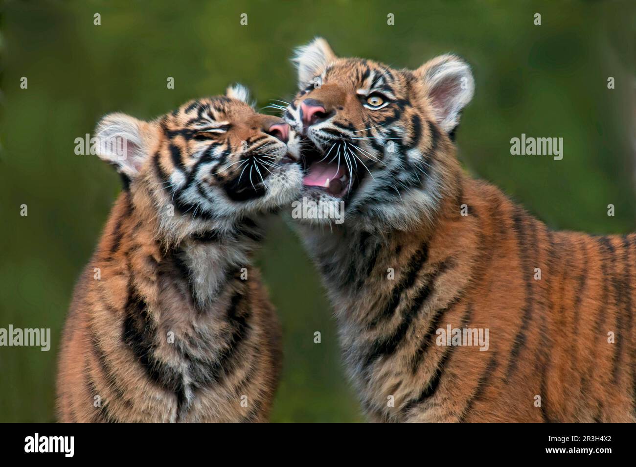 Panthera sumatrae, tigre di sumatran (Panthera tigris sumatrae), tigre, predatori, mammiferi, animali, Tiger Sumatran due cubetti, primo piano della testa Foto Stock