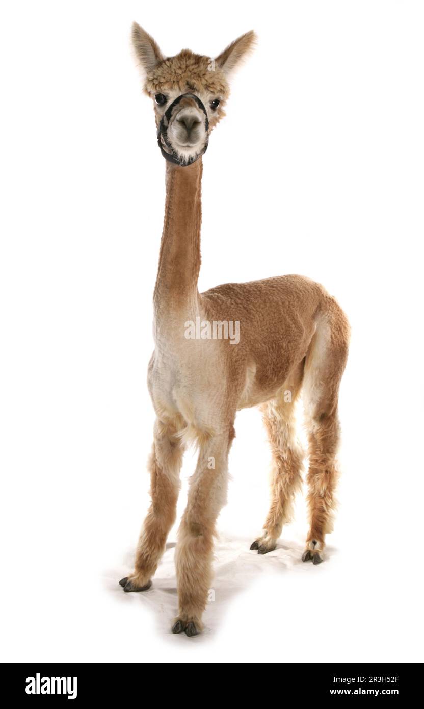 Alpaca (Llama pacos) per adulti, con stemma, in piedi Foto Stock