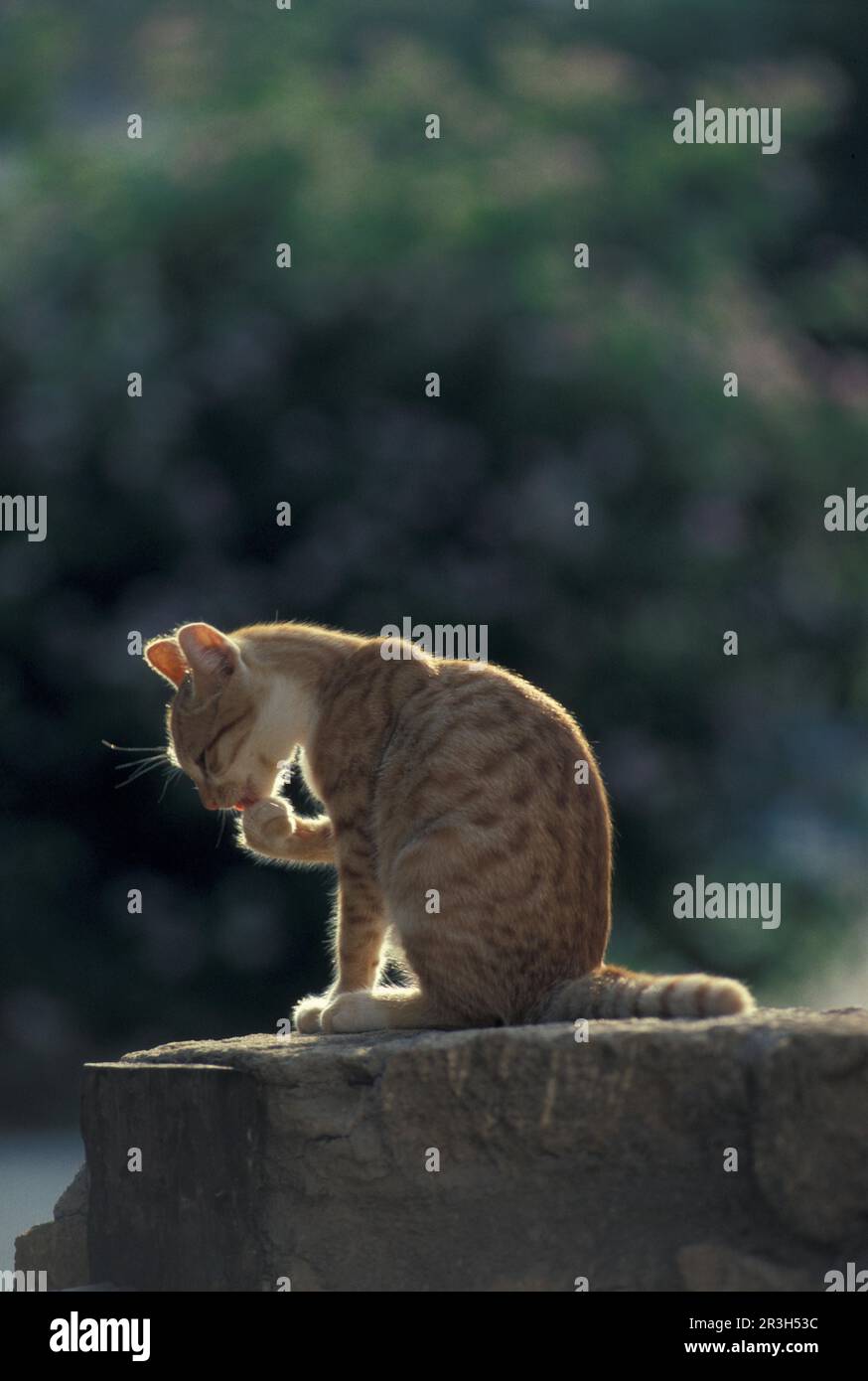 Il gatto domestico, gattino Foto Stock