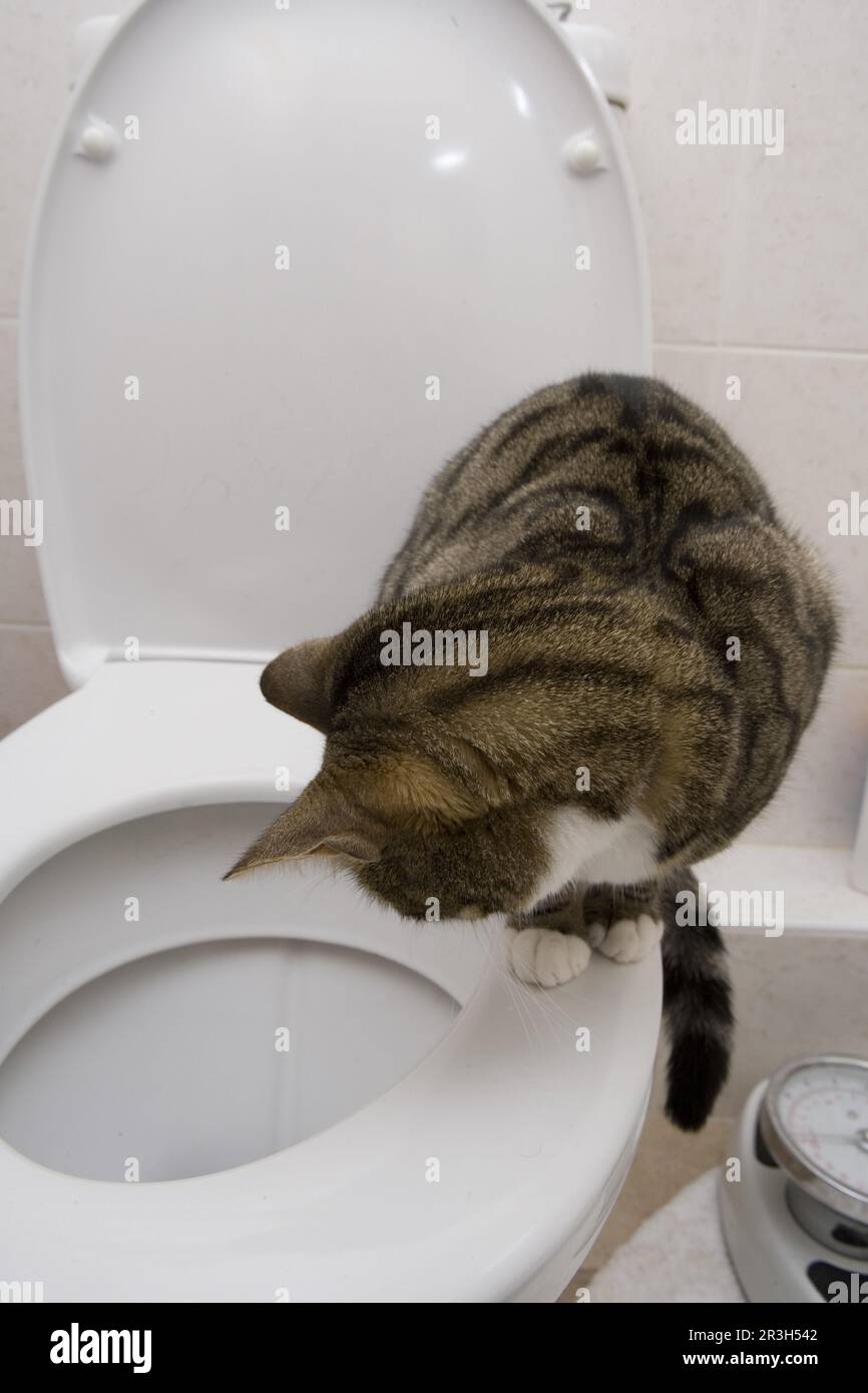 Gatto domestico, tabby e bianco, donna adulta, seduta sul sedile del gabinetto in bagno, Inghilterra, Regno Unito Foto Stock