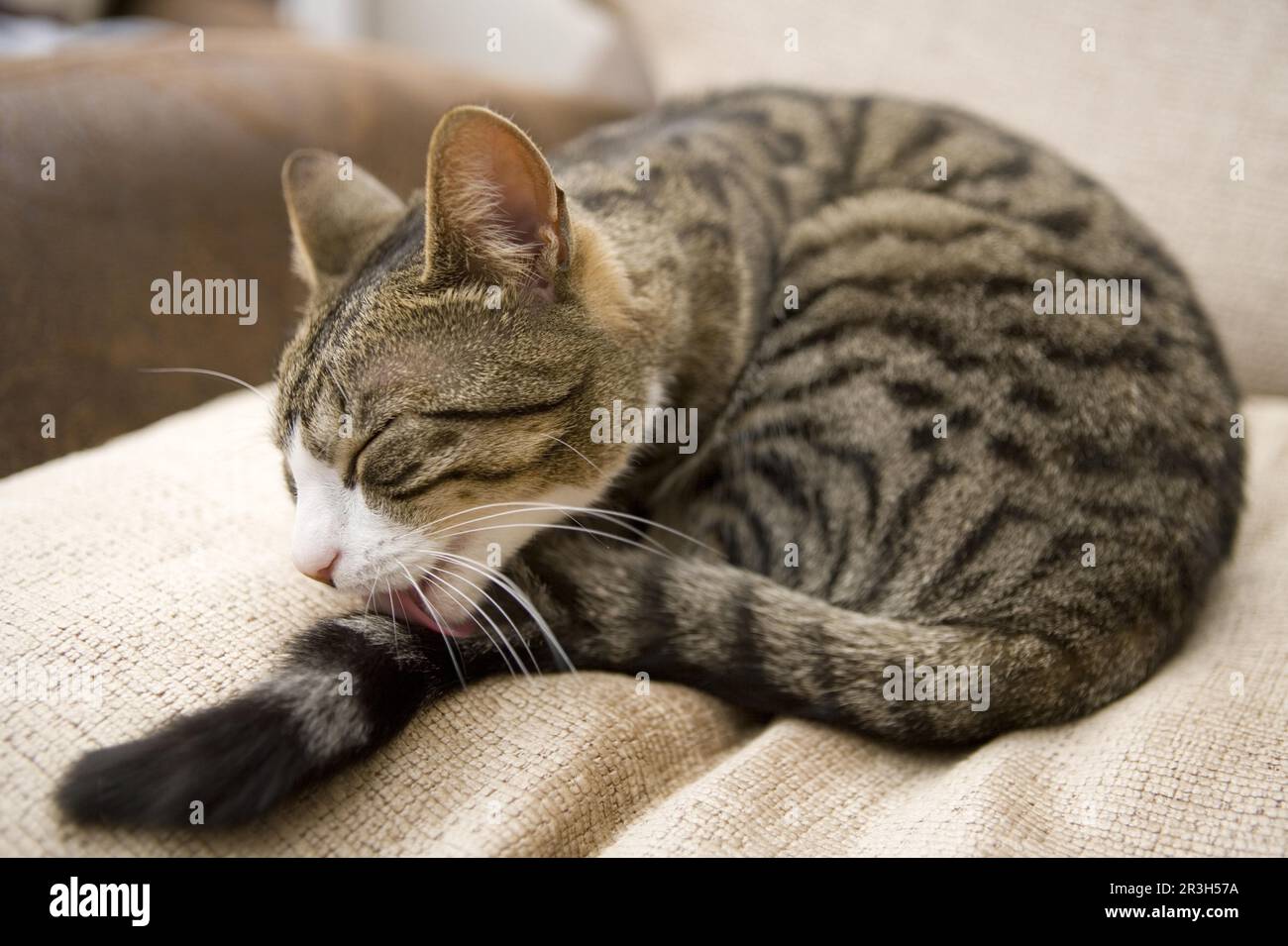 Gatto domestico, tabby e bianco, donna adulta, grooming coda su sedia, Inghilterra, Regno Unito Foto Stock