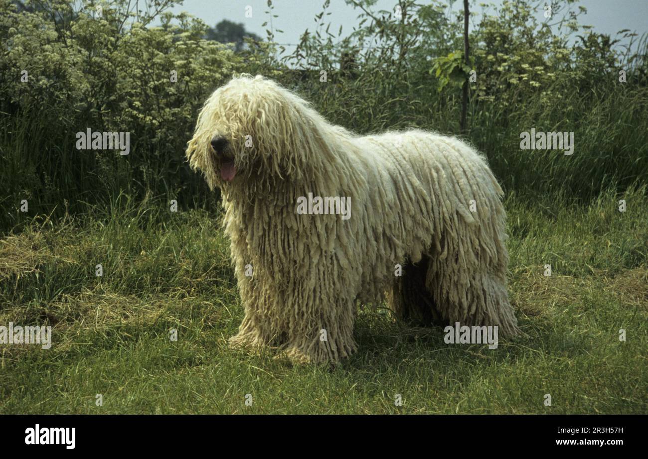 Cane domestico, Komondor (Ungheria) (Pastorale/Watchdog) in piedi Foto Stock