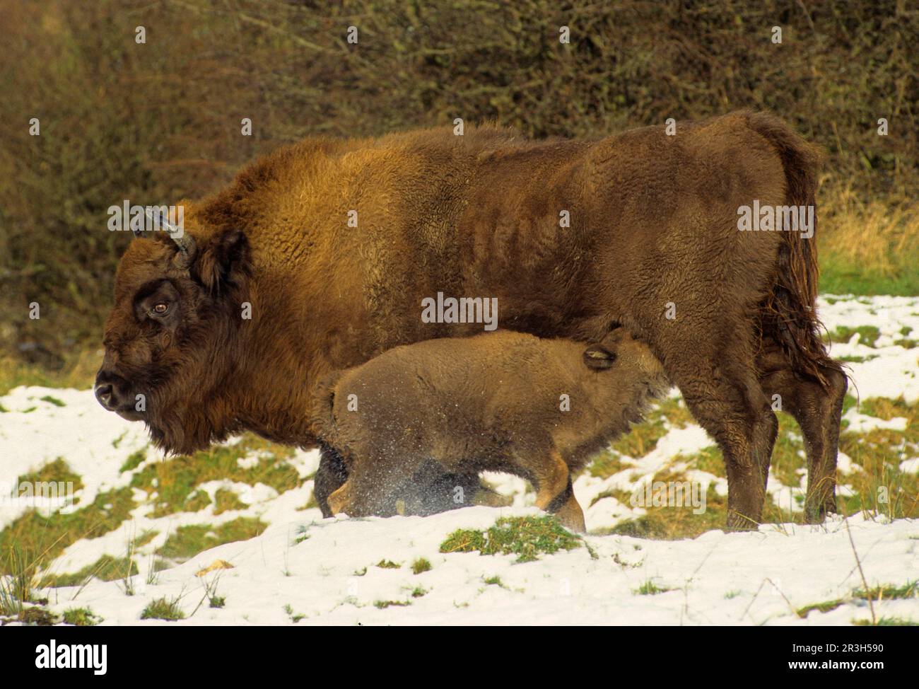 Bisoni europei (Bison bonasus), ungulati (artiodattili), bovini, mammiferi, animali, European Bison Cow and polpaccio, E. Europe Foto Stock