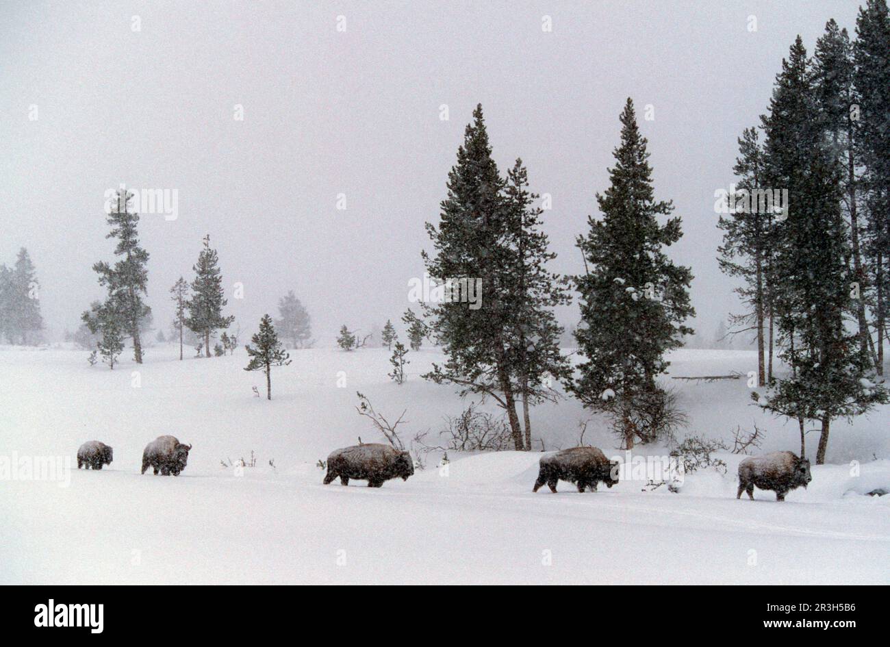 Bison (bison bison) in inverno utricularia ocroleuca (U.) (U.) S. A Foto Stock