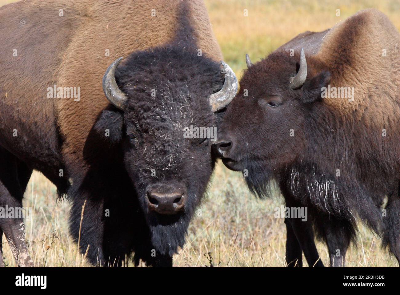 Bisonte, bisonte americano (bisonte di Bos), ungulati (artiodattili), bestiame bovino, mammiferi, animali, Bisonte, vitello con vacca Yellowstone Nat Pk USA Foto Stock