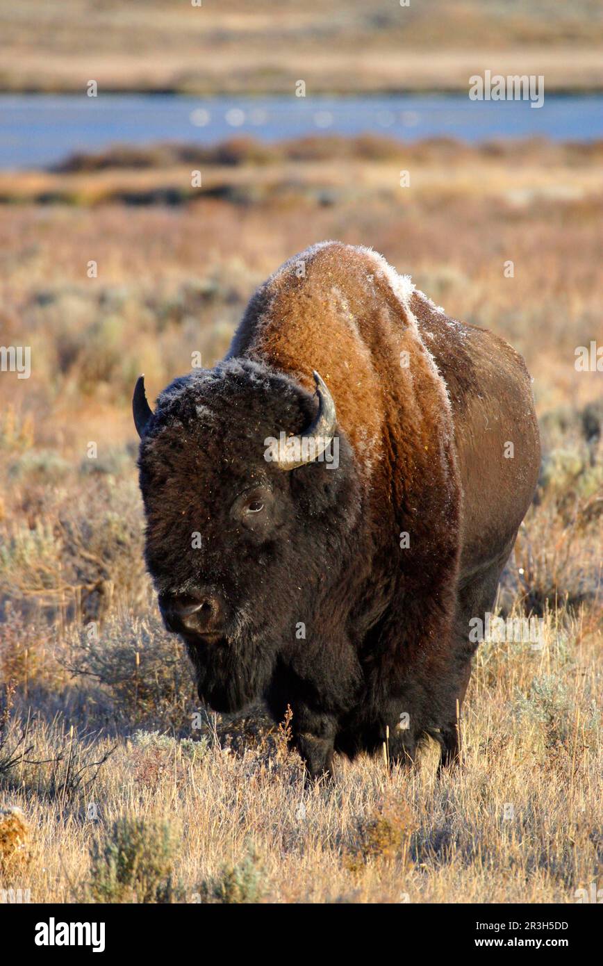 Bisonte (bisonte di Bos) coperto con gelo di mattina presto Yellowstone Nat Pk USA Foto Stock