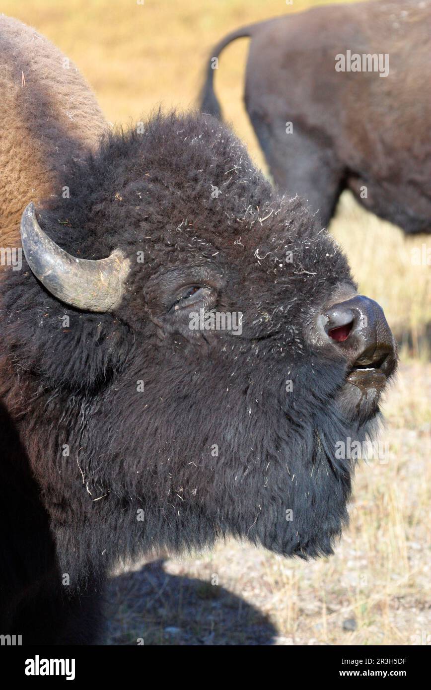 Bisonte (bisonte di Bos) - uomini di volo maschi (sniffing per femmina) Yellowstone Nat Pk USA Foto Stock