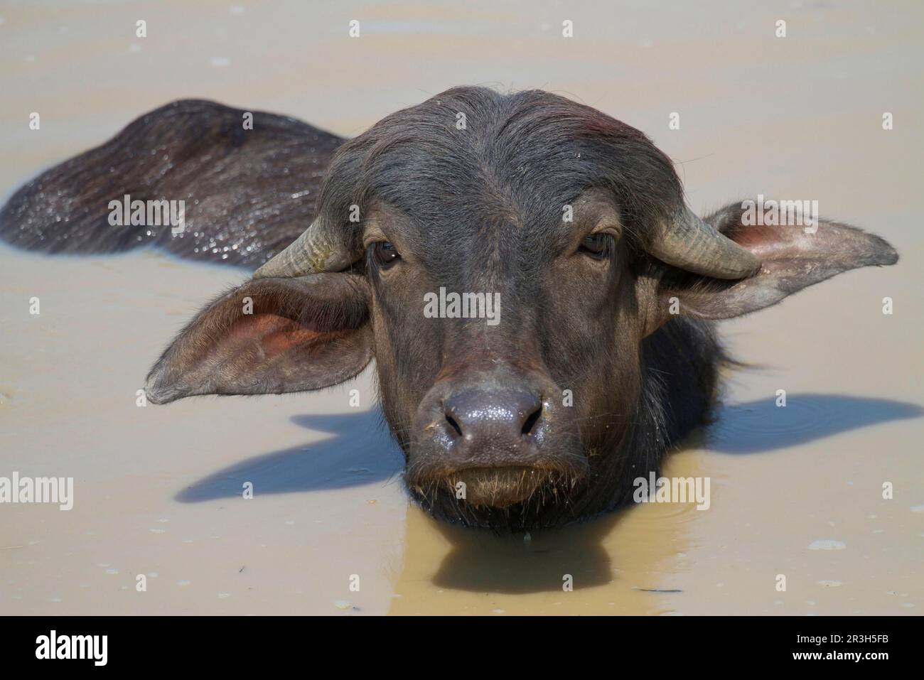 Bubalus arnee F. bubalis, bufalo d'acqua, bufalo d'acqua asiatico (bubalus arnee) bufalo, ungulati, ungulati pari-toed, bovini, mammiferi, Animali, Domest Foto Stock