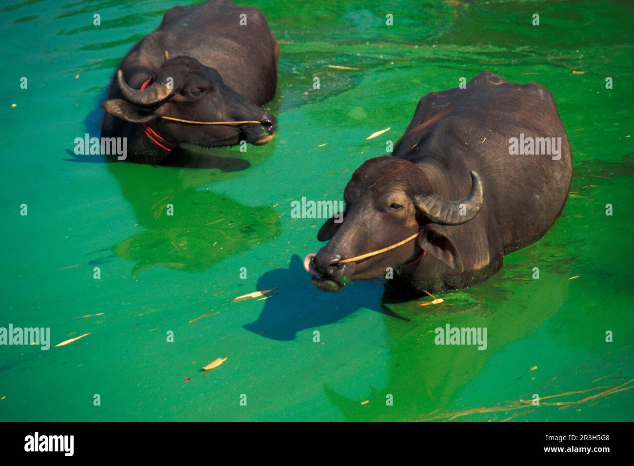 Bubalus arnee F. bubalis, bufalo d'acqua, bufalo d'acqua asiatico (bubalus arnee) bufalo, ungulati, ungulati pari-toed, bovini, mammiferi, Animali, Domest Foto Stock