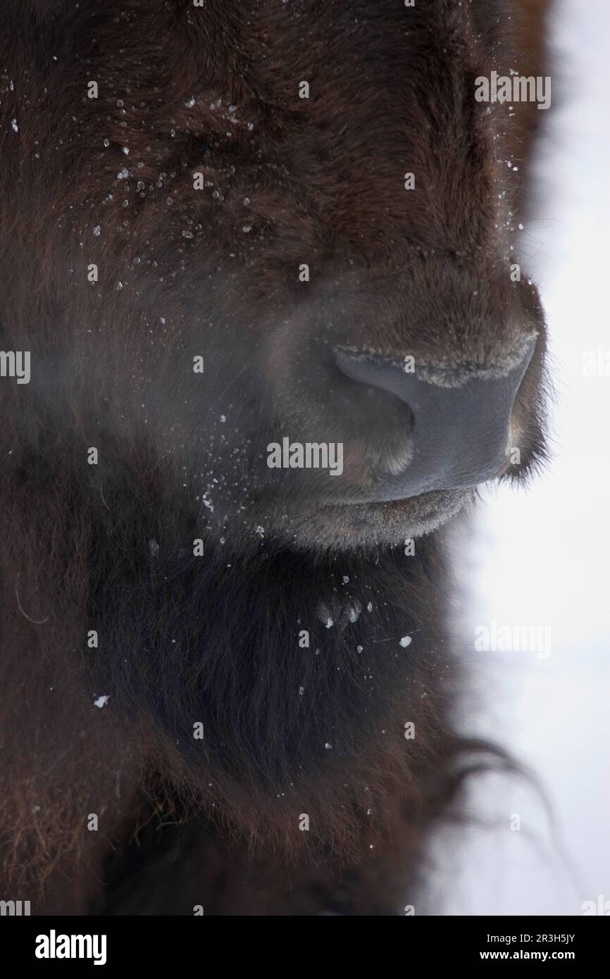 Primo piano della testa di bisonte che mostra naso e bocca Foto Stock