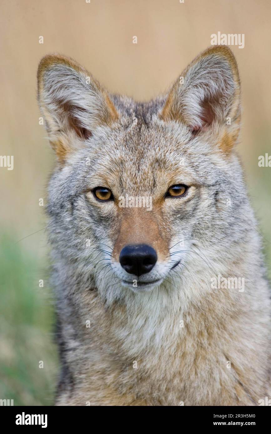 Coyote (Canis latrans) adulto, primo piano della testa (U.) S. A Foto Stock