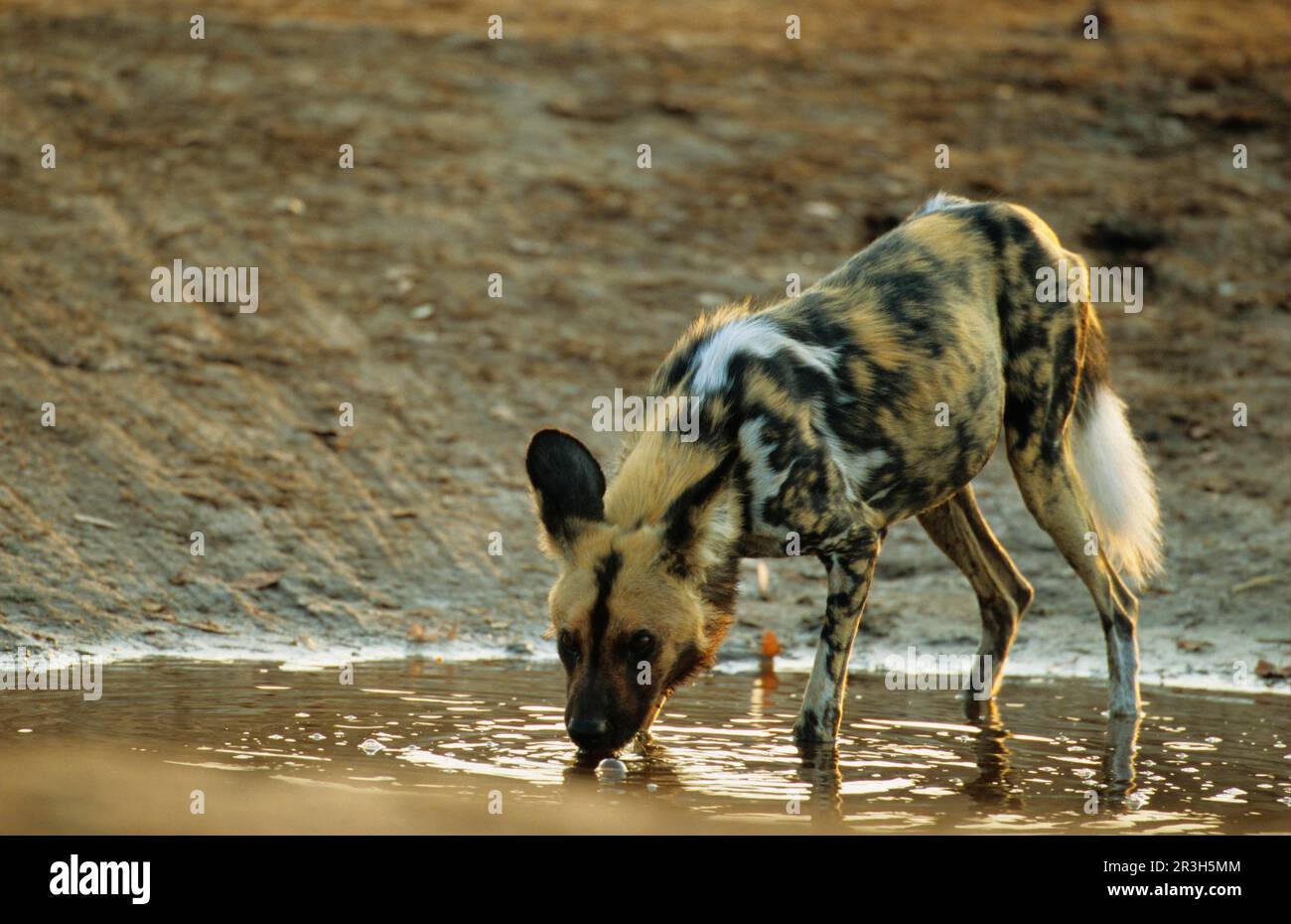 Cane selvatico africano (Licaon pictus), cani iena, canini, predatori, mammiferi, Animali Wild Dog adulto bevendo con cautela alla buca d'acqua, Savuti, Chobe N. Foto Stock