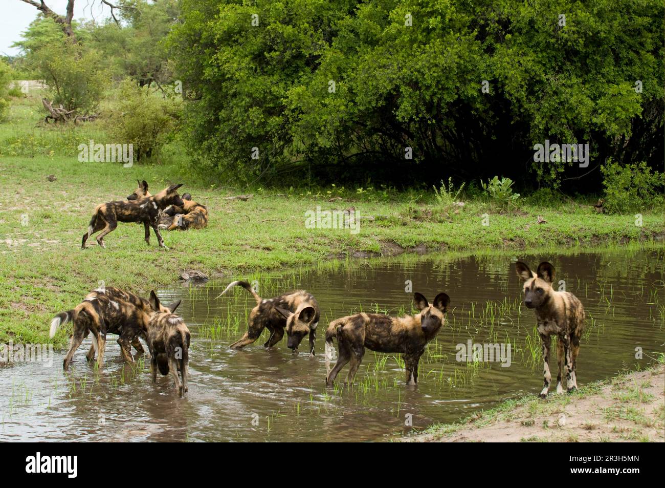 Cane selvatico africano (Licaon pictus), cani iena, canini, predatori, mammiferi, Animali Wild Dog adulti, gruppo in acqua, Kwando Lagoon, Linyanti, Botswana Foto Stock