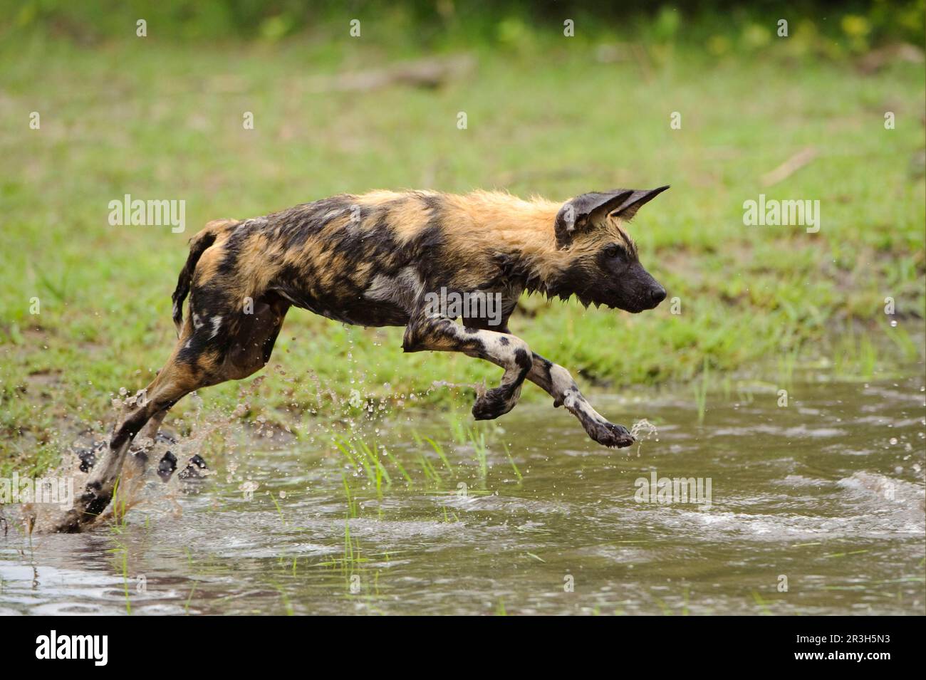 Cane selvatico africano (Licaon pictus), cani iena, canini, predatori, mammiferi, Animali cucciolo di cane selvatico, correre, giocare in acqua, Kwando Lagoon, Linyanti Foto Stock