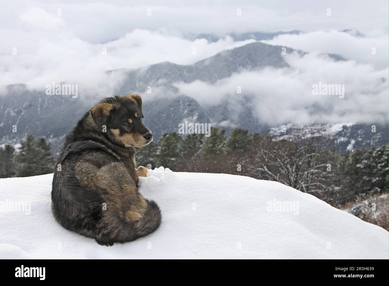Cane domestico, mastiff del tempio tibetano, adulto, sdraiato nella neve, Tempio di Chabulang, Contea di Muli, Sichuan, Cina Foto Stock