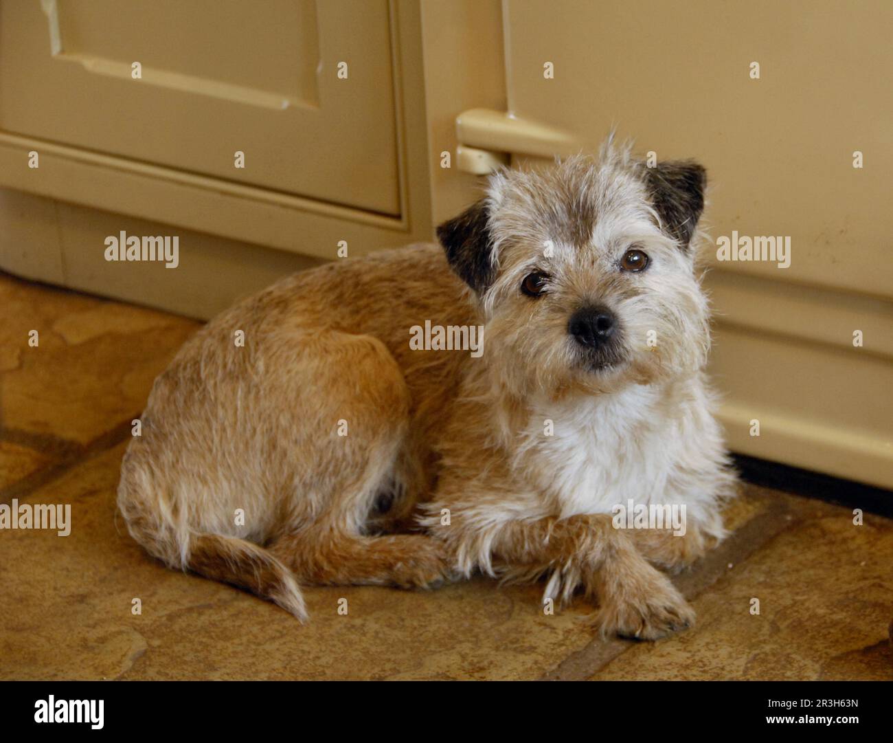 Cane domestico, confine Terrier, sdraiato accanto AGA in cucina, Inghilterra, Regno Unito Foto Stock